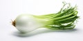 Fresh fennel bulb isolated on a white background