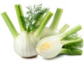 Fresh fennel bulb isolated on the white background. Royalty Free Stock Photo