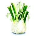 Fresh fennel bulb isolated on white background close up