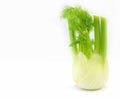 Fresh fennel bulb isolated on white background,copy space,close up,vegetable Royalty Free Stock Photo