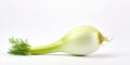 Fresh fennel bulb isolated on a white background Royalty Free Stock Photo