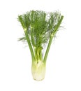 Fresh fennel bulb isolated on white background. top view Royalty Free Stock Photo