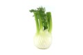 Fresh fennel bulb isolated on white background Royalty Free Stock Photo