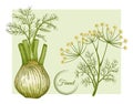 Fresh fennel bulb and stem. Spice herb root. Flowering botanical plant. Stalk with seeds and leaves. Herbal condiment. Vector