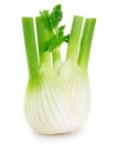 Fresh fennel bulb on white background Royalty Free Stock Photo