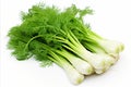 Fresh fennel on clean white backdrop, captivating visuals for ads packaging designs