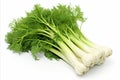 Fresh fennel on clean white backdrop eye catching visuals for advertisements and packaging designs