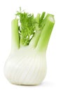 Fresh fennel Royalty Free Stock Photo