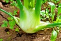 Fresh fennel in garden Royalty Free Stock Photo