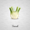 Fresh fennel illustration