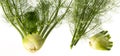 Fresh fennel isolated Royalty Free Stock Photo