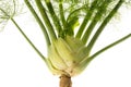 Fresh fennel isolated Royalty Free Stock Photo