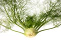 Fresh fennel isolated Royalty Free Stock Photo