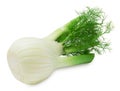 Fresh fennel Royalty Free Stock Photo