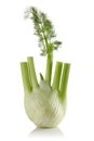 Fresh Fennel