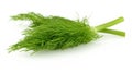 Fresh Fennel Royalty Free Stock Photo