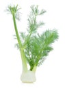 Fresh Fennel isolated on white Royalty Free Stock Photo