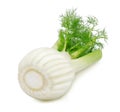 Fresh fennel. Royalty Free Stock Photo