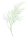 Fresh fennel isolated on white background. Green dill. Watercolor illustration. Realistic botanical art. Hand Drawn