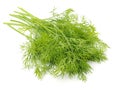 Fresh fennel leaves