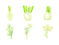 Fresh fennel plant set. Perennial herb with bulb, yellow flowers, feathery leaves vector illustration