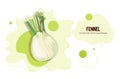 Fresh fennel sticker tasty vegetable icon healthy food concept horizontal copy space