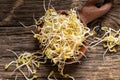 Fresh fenugreek sprouts on a wooden spoon Royalty Free Stock Photo