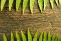 Fresh fern border on vintage wooden surface