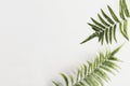 Fresh fern branch green leaves isolated on white background of the tropical natural which has jungle green foliage. Texture for Royalty Free Stock Photo