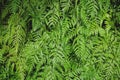 Green fern background texture, wallpaper concept Royalty Free Stock Photo