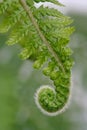 Fresh Fern Frond Royalty Free Stock Photo