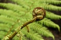 Fresh fern frond Royalty Free Stock Photo