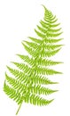 Fresh fern Royalty Free Stock Photo