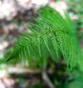 Fresh fern leaf Detail in the forest