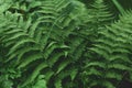 fresh fern leaves in a dark forest. beautiful dark green Royalty Free Stock Photo