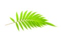 Fresh fern leaves isolated on white background.