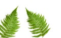 Fresh fern leaves Royalty Free Stock Photo