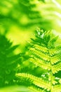 Fresh fern leaves in the sunlight. Beautiful green natural background. Selective focus Royalty Free Stock Photo