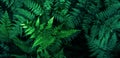 Fresh fern leaves, tropical foliage texture background, green color leaf nature concept.Photo by mobile phone