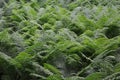 Fresh fern (marattiaceae) in the shadow of large trees in the forest