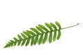 Fresh fern sprig