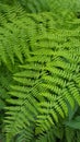 Fresh ferns Royalty Free Stock Photo