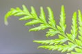 Fresh ferns leaf Royalty Free Stock Photo