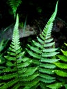 Fresh ferns on natural background Royalty Free Stock Photo