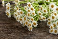 Fresh feverfew flowers on a wooden table Royalty Free Stock Photo