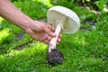 Fresh field mushroom Agaricus arvensis in hand