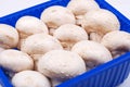 Fresh field mushrooms in a basket Royalty Free Stock Photo