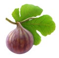 Fresh fig Royalty Free Stock Photo