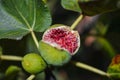 Fresh fig detail