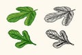 Fresh fig. Fruit Foliage. Detox spice. Foliage, plant and branch. Vector Engraved hand drawn sketch for stamp, t-shirt Royalty Free Stock Photo